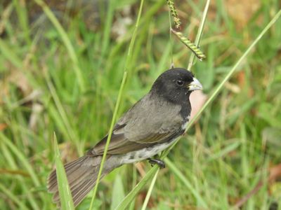 Barrett_DSCN4011_Yellow-bellied Seedeater.JPG