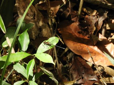 Barrett_DSCN4040_Allopodagrion contortum.JPG
