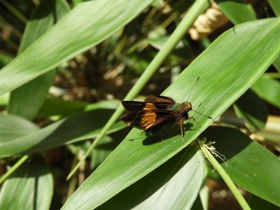Barrett_DSCN4043_Lychnuchus celsus.JPG