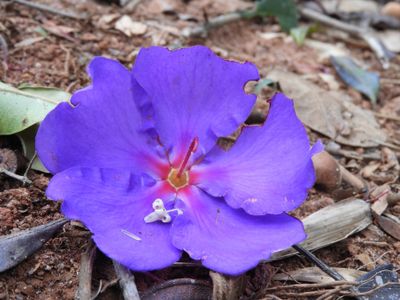 Barrett_DSCN4044_Tibouchina.JPG