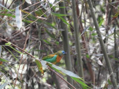 Barrett_DSCN4047_Brassy-breasted Tanager.JPG