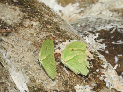 Barrett_DSCN4056_Orangetip Angled-Sulphur.JPG