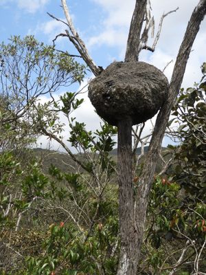 Barrett_DSCN4063_termite nest.JPG