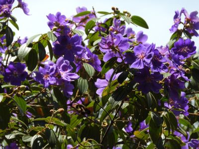 Barrett_DSCN4068_Tibouchina.JPG