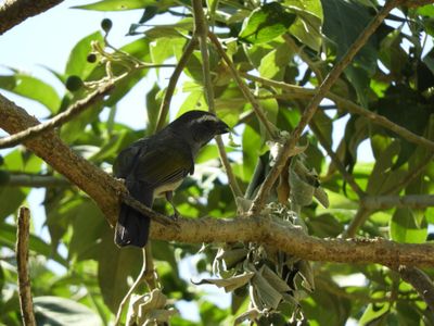 Barrett_DSCN4078_Green-winged Saltator.JPG