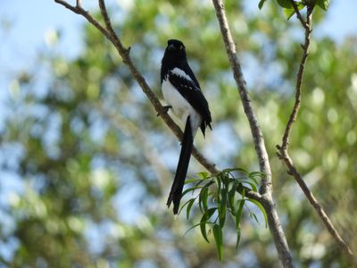 Barrett_DSCN4080_Magpie Tanager.JPG