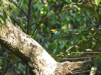 Barrett_DSCN4095_Gilt-edged Tanager.JPG