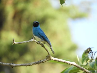 Barrett_DSCN4103_Swallow Tanager.JPG