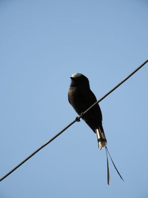 Barrett_DSCN4112_Long-tailed Tyrant.JPG