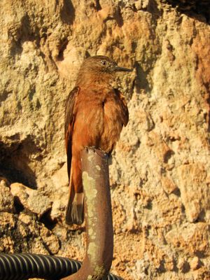 Barrett_DSCN4131_Cliff Flycatcher.JPG
