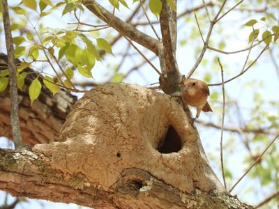 Barrett_DSCN4143_Rufous Hornero and nest.JPG
