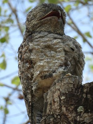 Barrett_DSCN4148_Great Potoo and chick.JPG