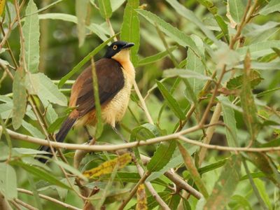 Barrett_DSCN4185_Black-capped Donacobius.JPG