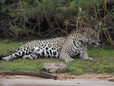 Barrett_DSCN4272_Jaguar.JPG