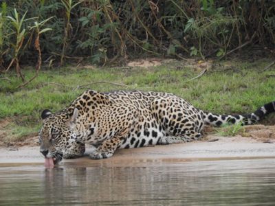 Barrett_DSCN4289_Jaguar.JPG