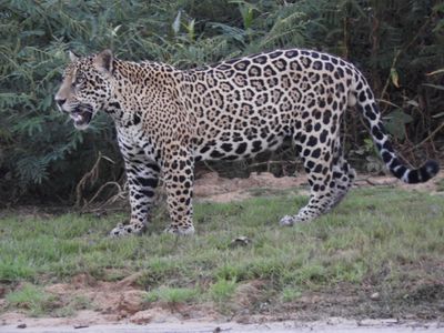 Barrett_DSCN4297_Jaguar.JPG