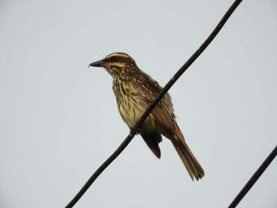 Barrett_DSCN4313_Streaked Flycatcher.JPG