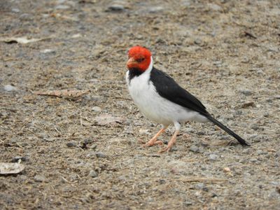 Barrett_DSCN4317_Yellow-billed Cardinal.JPG