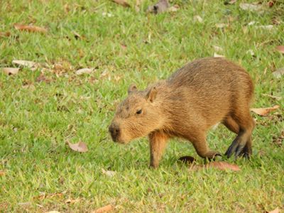 Barrett_DSCN4331_Capybara.JPG
