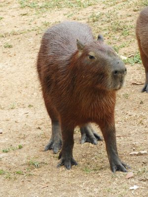 Barrett_DSCN4333_Capybara.JPG