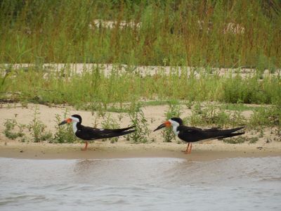 Barrett_DSCN4338_Black Skimmers.JPG