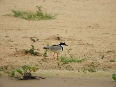 Barrett_DSCN4349_Pied Plover.JPG