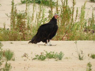 Barrett_DSCN4355_Lesser Yellow-headed Vulture.JPG
