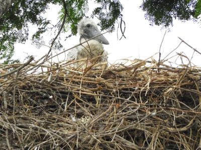 Barrett_DSCN4360_Jabiru chick.JPG