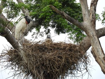 Barrett_DSCN4364_Jabiru and chick.JPG