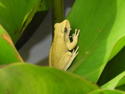 Barrett_DSCN4370_Chaco Tree Frog.JPG