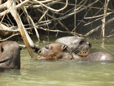 Barrett_DSCN4449_Giant Otters.JPG