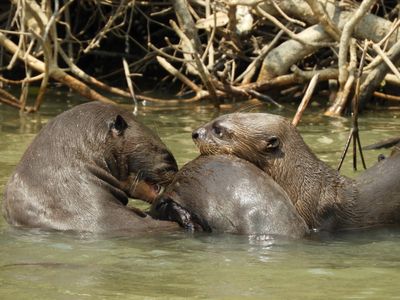 Barrett_DSCN4460_Giant Otters.JPG