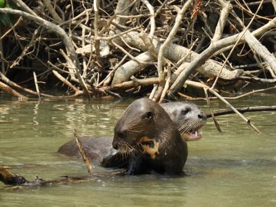 Barrett_DSCN4471_Giant Otters.JPG