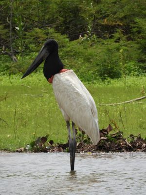 Barrett_DSCN4484_Jabiru.JPG