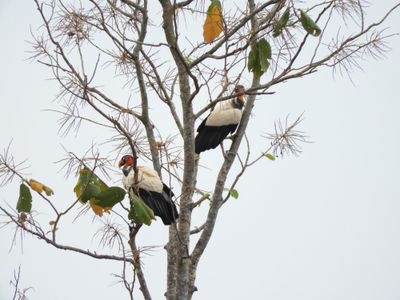 Barrett_DSCN4511_King Vultures.JPG