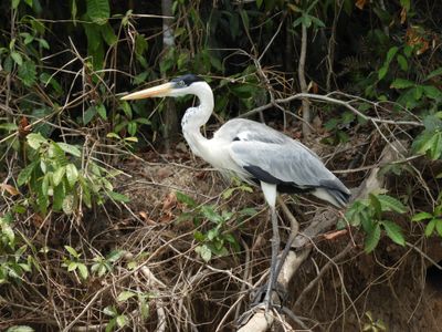 Barrett_DSCN4537_Cocoi Heron.JPG