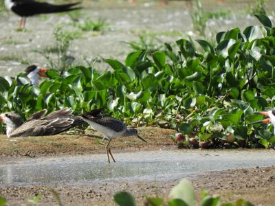 Barrett_DSCN4603_Greater Yellowlegs.JPG