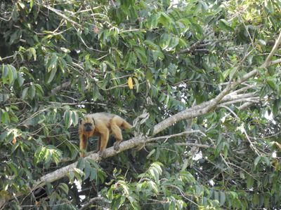 Barrett_DSCN4631_Black-and-Gold Howler Monkey.JPG
