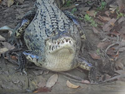 Barrett_DSCN4636_Yacare Caiman.JPG