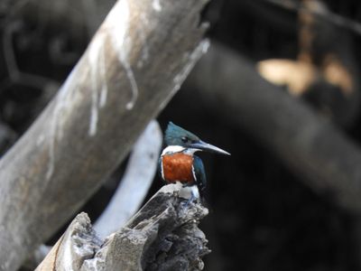Barrett_DSCN4641_Green Kingfisher.JPG