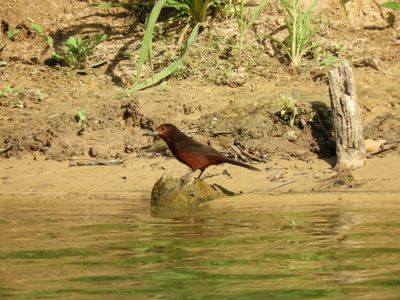 Barrett_DSCN4660_Silver-beaked Tanager female.JPG