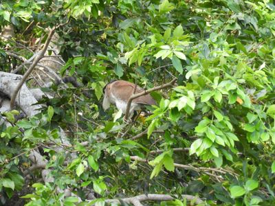 Barrett_DSCN4667_Boat-billed Heron.JPG