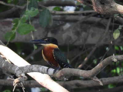 Barrett_DSCN4678_Green-and-rufous Kingfisher.JPG