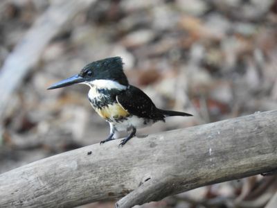 Barrett_DSCN4692_Green Kingfisher immature.JPG