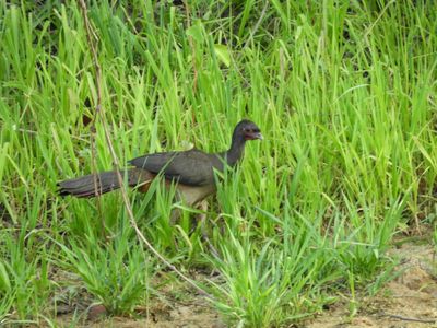 Barrett_DSCN4709_Chaco Chachalaca.JPG