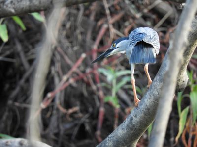 Barrett_DSCN4718_Black-crowned Night Heron.JPG