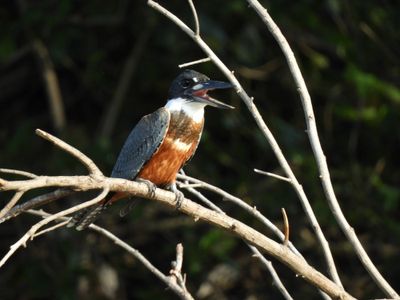 Barrett_DSCN4734_Ringed Kingfisher.JPG