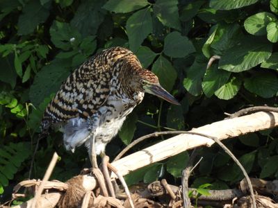 Barrett_DSCN4740_Rufescent Tiger-Heron juvenile.JPG