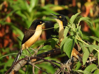 Barrett_DSCN4762_Black-capped Donacobius.JPG