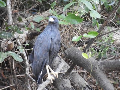 Barrett_DSCN4775_Great Black Hawk.JPG